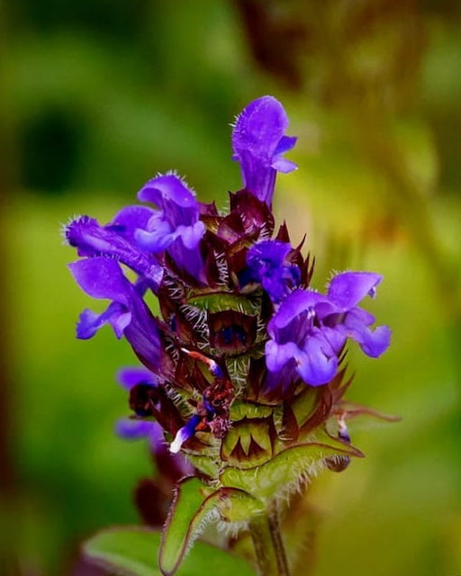 Purple Self-Heal wildflower with 'Edible' label and 'Seed Revolution' branding. Showcasing our Prunella vulgaris, selfheal, self heal, Prunella vulgaris selfheal, Self-Heal Prunella vulgaris, Selfheal Prunella vulgaris, british wild flower seeds, british wildflower seeds, uk wildflower seeds.
