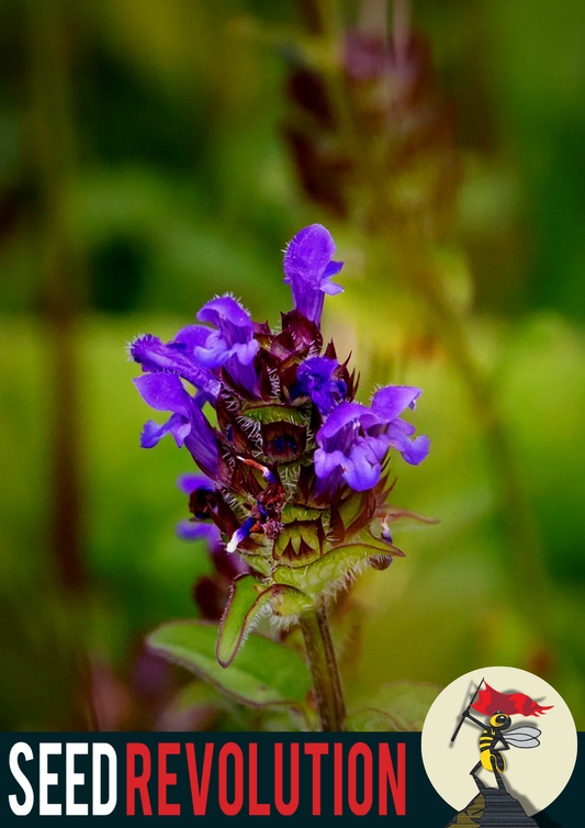 Self-Heal Meadow Blend Seeds