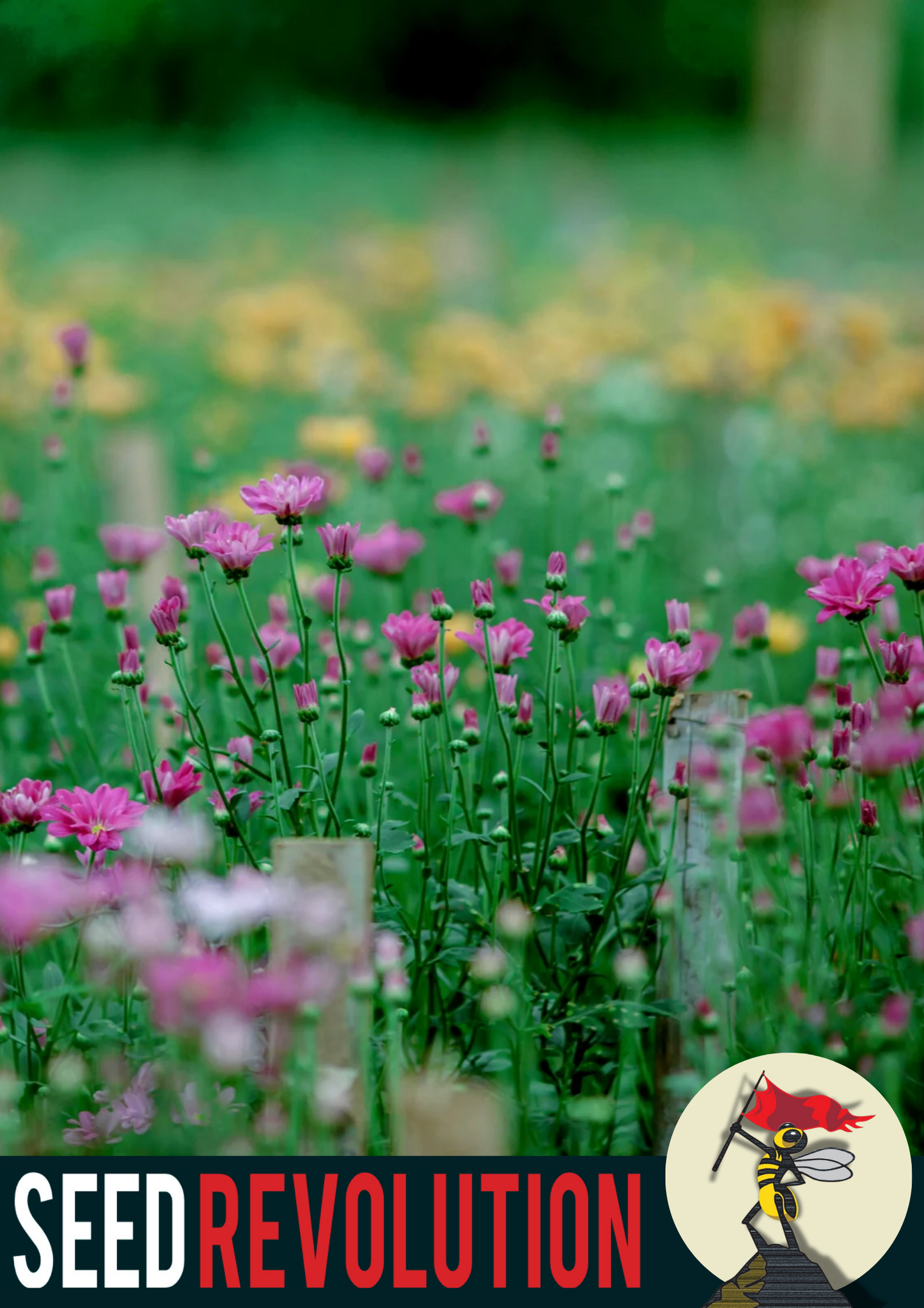 Shady Garden 100% Wildflower Mix