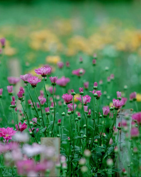 wildflower seeds for shady areas uk Shady Garden 100% Wildflower Seed Mix – Seed Revolution