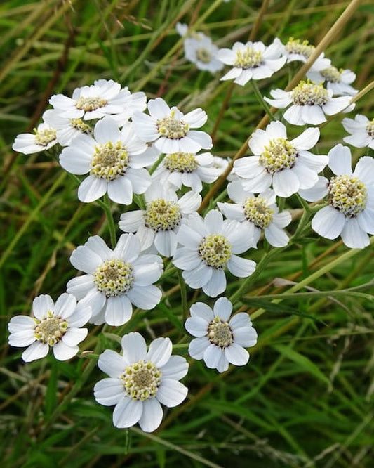 White Sneezewort wildflowers in a field with 'Seed Revolution' branding and an 'Edible' label. Achillea ptarmica, Sneezewort Achillea ptarmica, british wild flower seeds, british wildflower seeds, uk wildflower seeds