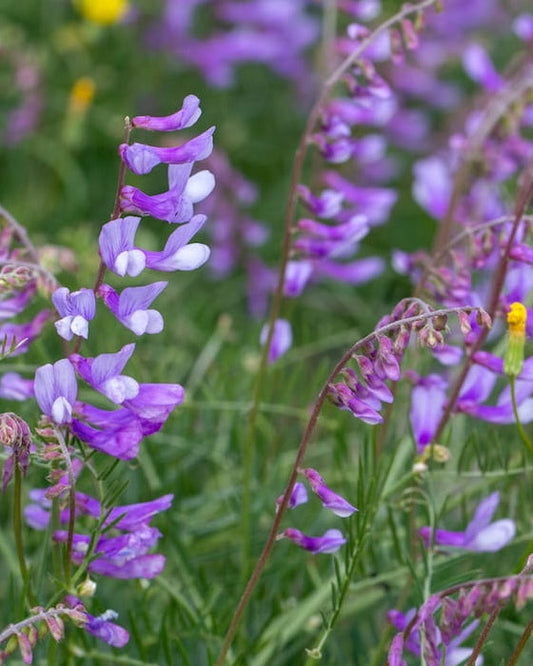 Purple Tufted Vetch wildflowers in a field with 'Seed Revolution' logo in the corner. Showcasing our Vicia cracca, purple vetch, vetch, british wild flower seeds, british wildflower seeds, uk wildflower seeds.