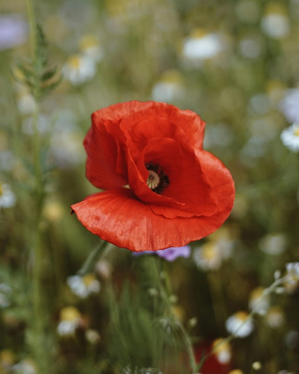 Red poppy flower in a field showcasing Seed Revolution's Universal Meadow 100% Wildflower Seed Mix. Which are british wild flower seeds, british wildflower seeds, wildflower mixes, mixed wildflower seeds, uk wildflower seeds, wildflower meadows, wildflower meadow, universal wildflowers, universal meadow, cost-effective wildflower meadow.