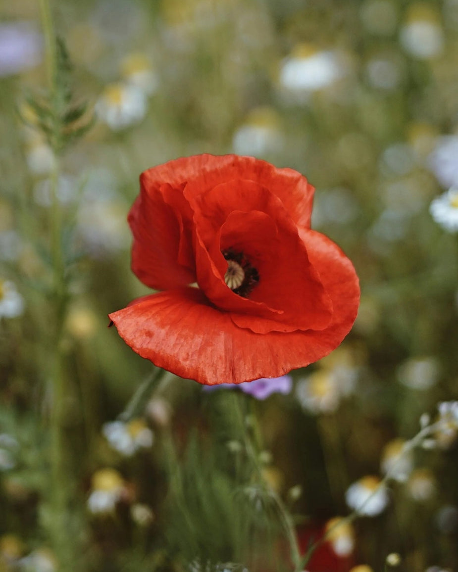 'Spread the Wild' - The Universal Meadow 100% Wildflower Seed Mix ...