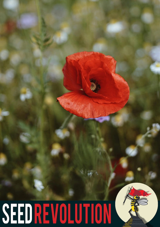 Red poppy flower in a field showcasing Seed Revolution's Universal Meadow 100% Wildflower Seed Mix. Which are british wild flower seeds, british wildflower seeds, wildflower mixes, mixed wildflower seeds, uk wildflower seeds, wildflower meadows, wildflower meadow, universal wildflowers, universal meadow, cost-effective wildflower meadow.