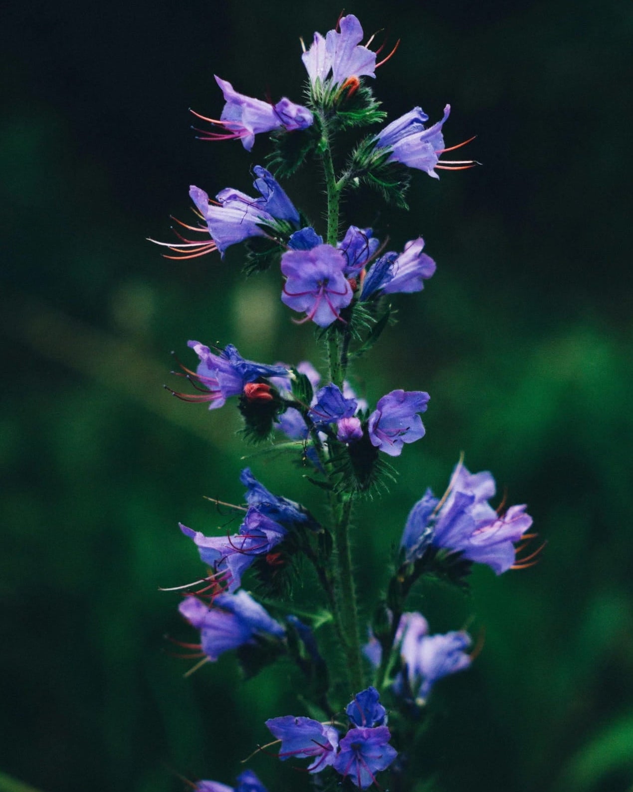 Purple Viper's Bugloss wildflower with 'Seed Revolution' branding on a dark background. Showcasing our Echium vulgare, viper bugloss, Echium vulgare viper bugloss, Viper Bugloss plant, british wild flower seeds, british wildflower seeds, uk wildflower seeds.