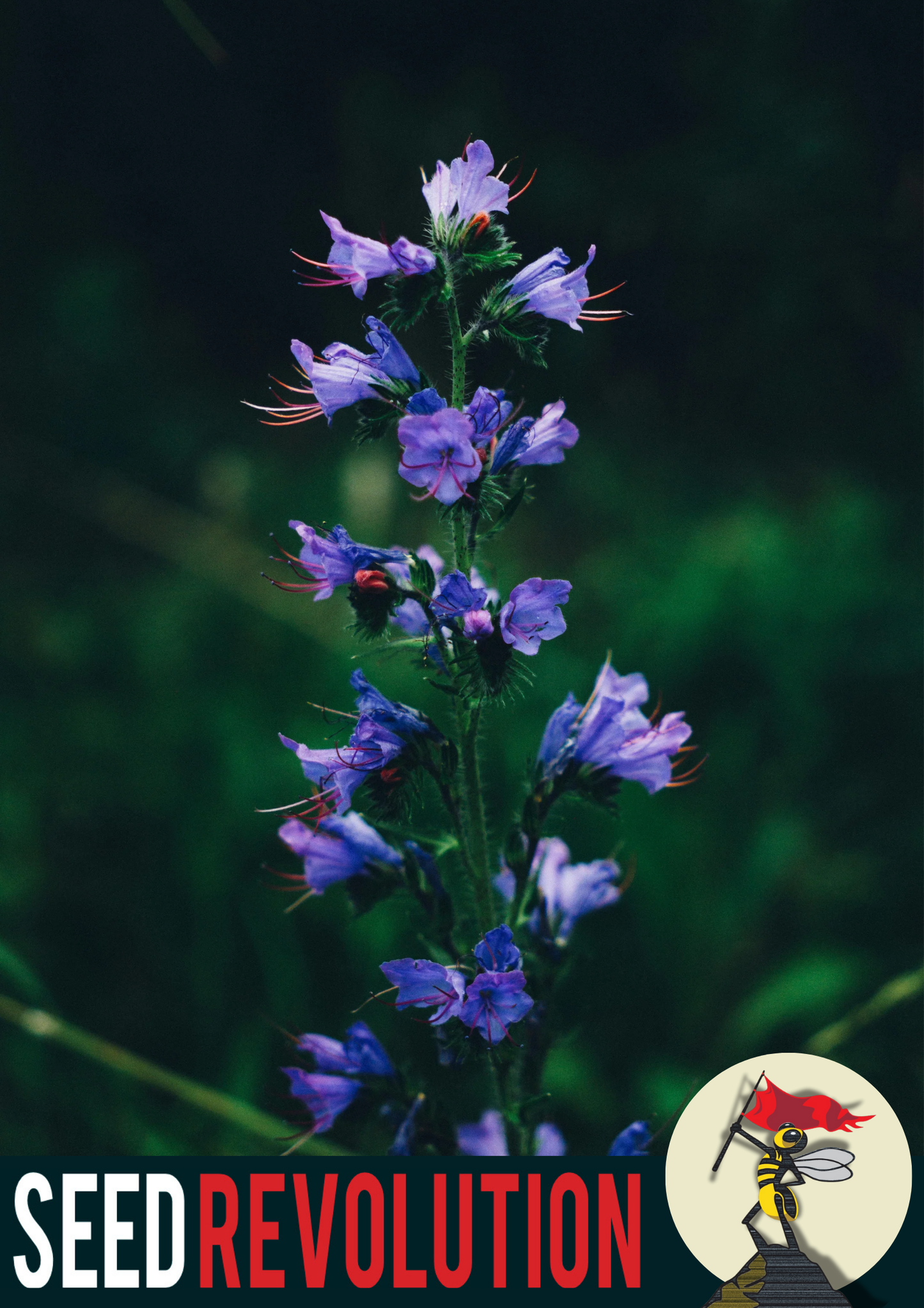 Vipers Bugloss Native Seed Mix