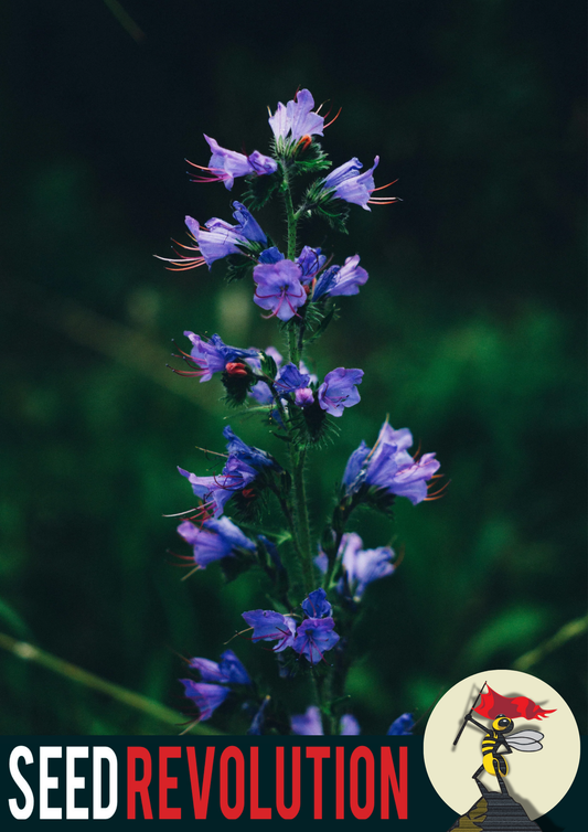 Vipers Bugloss Native Seed Mix