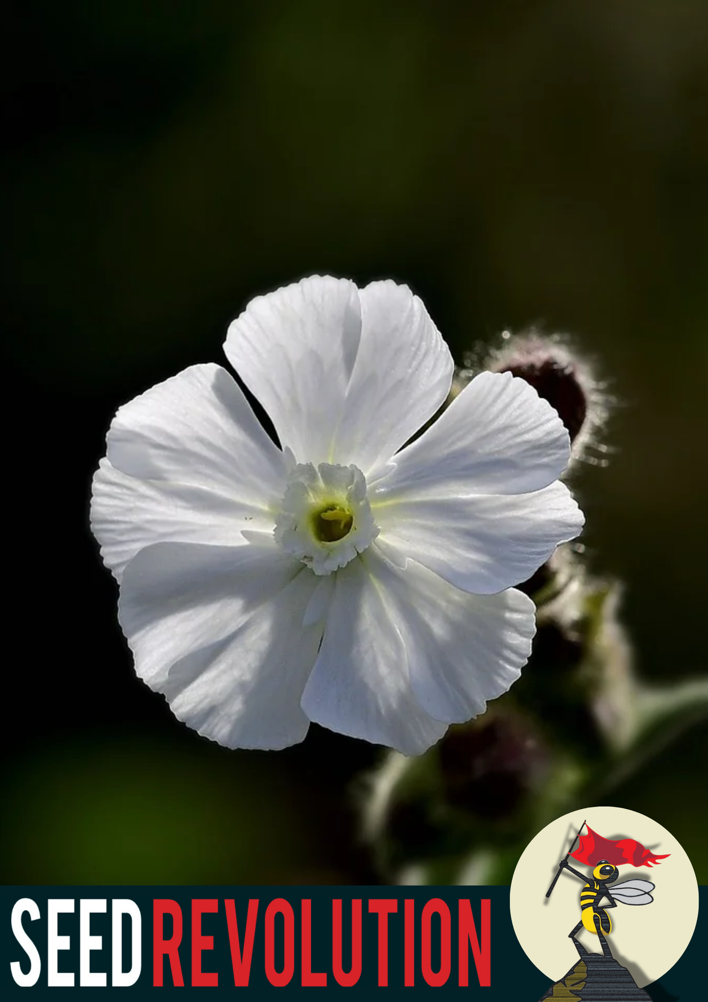 White Campion Native Seed Mix