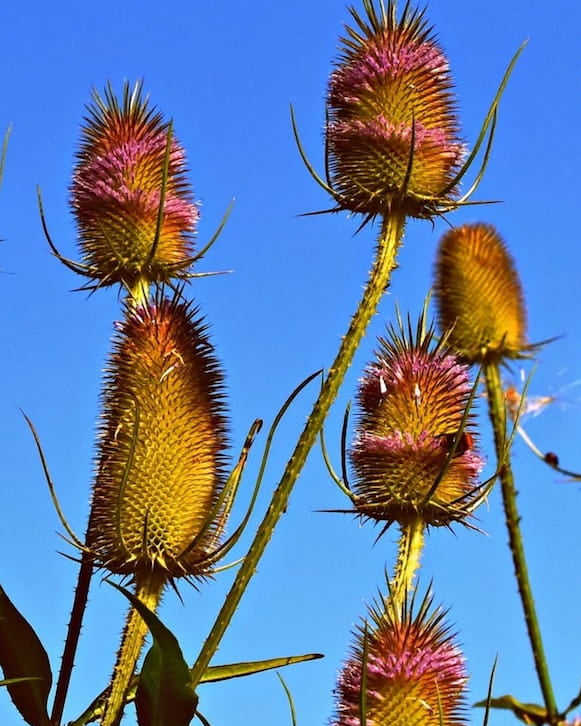 Teasel wildflowers with purple flowers against a blue sky, featuring 'Seed Revolution' branding. Showcasing our Teasel, Dipsacus fullonum, teasels, teasel plant, wild teasel, Dipsacus Teasel, Dipsacus, british wild flower seeds, british wildflower seeds, uk wildflower seeds.