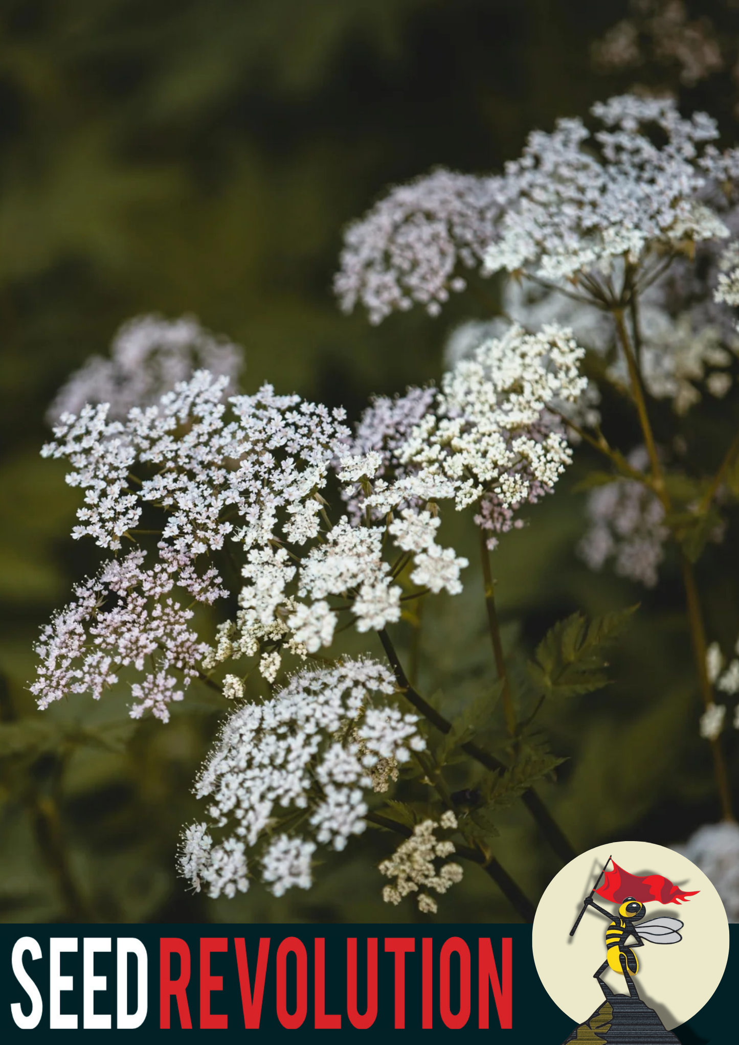 Wild Carrot Native Seed Mix