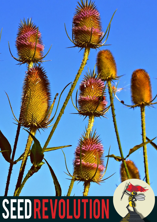 Wild Teasel Native Seed Mix