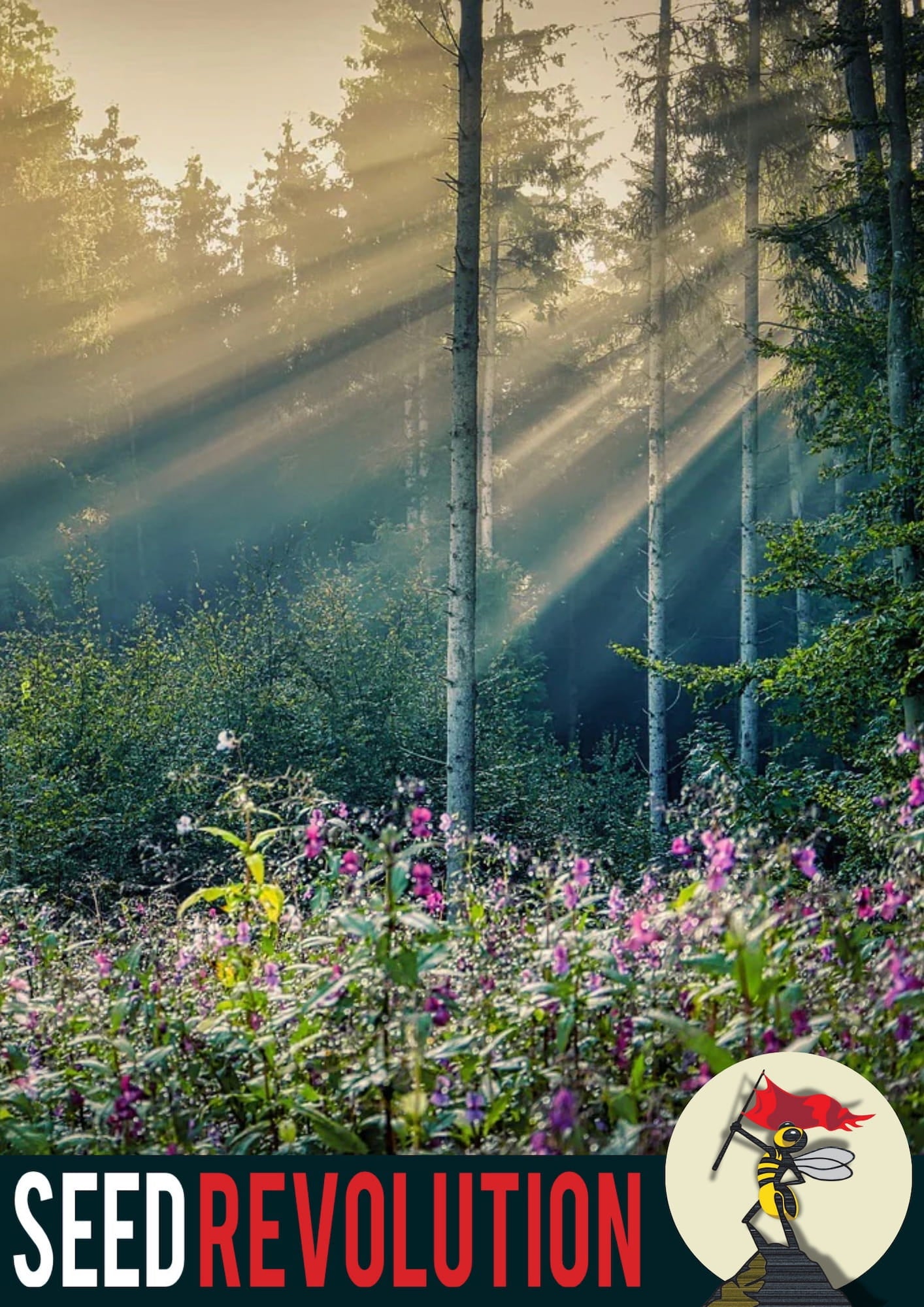 Sunlight filtering through trees in a forest with wildflowers. Showcasing Seed Revolution's Woodland Meadow 80/20% Wildflower Meadow Seed Mix and Woodland Meadow 100% Wildflower Seed Mix which is british wild flower seeds, british wildflower seeds, wildflower mixes, mixed wildflower seeds, uk wildflower seeds, wildflower meadows, wildflower meadow, woodland wildflower mix, meadow with wildflowers, wildflower mix for woodlands.
