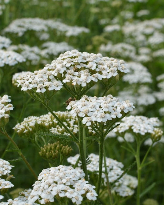 White Yarrow wildflowers with 'Seed Revolution' logo and bee icon in the corner. Showcasing our Achillea millefolium, Yarrow Achillea millefolium, Yarrow plants, Achillea plant, Achillea plants, british wild flower seeds, british wildflower seeds, uk wildflower seeds.