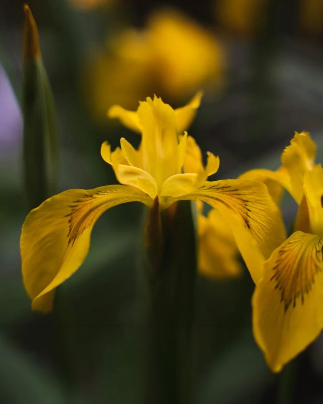 A close-up of a bright yellow iris wildflower with dark veining on its petals, set against a blurred dark green background. Showcasing Seed Revolution's Yellow Iris, Yellow Flag Iris, Iris pseudacorus, Yellow Iris Iris pseudacorus, flag iris, iris yellow flag, british wild flower seeds, british wildflower seeds, uk wildflower seeds.