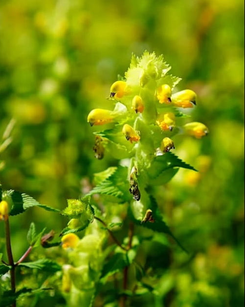 Yellow Rattle blooming with 'Seed Revolution' logo in the corner. Rhinanthus minor, yellow rattle seed, seeds yellow rattle, british wild flower seeds, british wildflower seeds, uk wildflower seeds