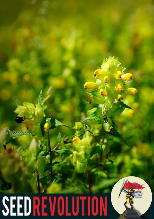 Yellow Rattle blooming with 'Seed Revolution' logo in the corner. Rhinanthus minor, yellow rattle seed, seeds yellow rattle, british wild flower seeds, british wildflower seeds, uk wildflower seeds