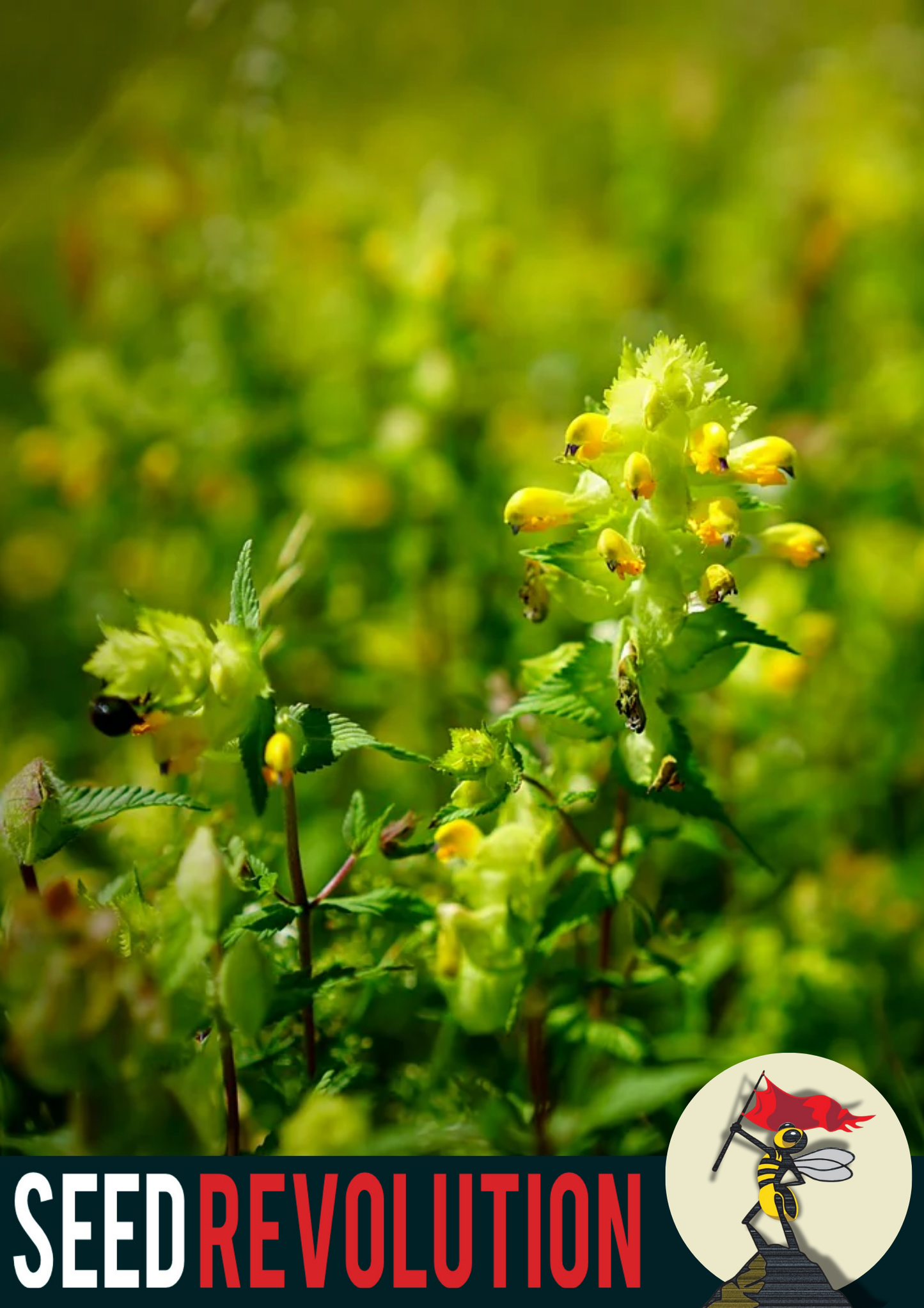 Yellow Rattle Native Meadow Seeds